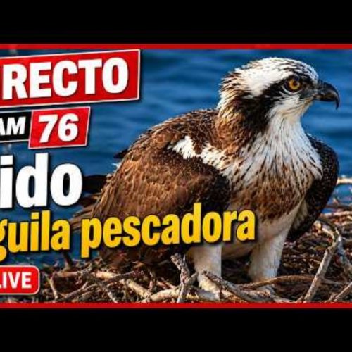 Osprey Nest Live: Llevant Peninsula, Artà, Spain