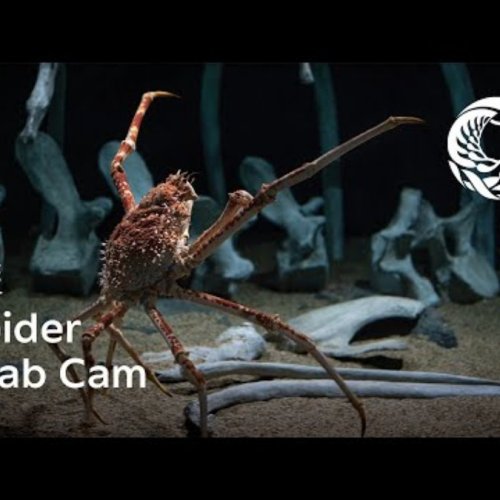 Monterey Bay Aquarium: Live Spider Crab Cam