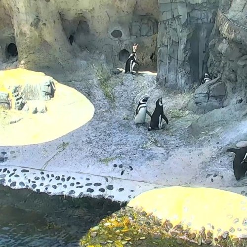 Aquarium of the Pacific Penguin Live Camera: Watch Humboldt Penguins in Long Beach