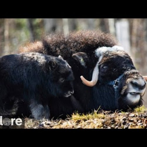 Muskoxen Live Cam: Fairbanks Large Animal Research Station