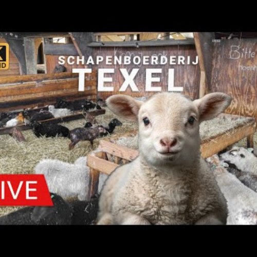 Live Texel Sheep Farm Webcam: Lamb Barn in Den Burg