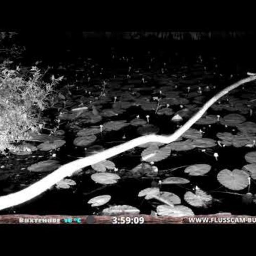 Kingfisher & Moorhen Nest Live Stream in Buxtehude, Germany