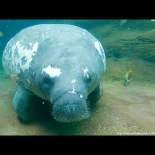 Homosassa Springs Underwater Manatees Live Stream
