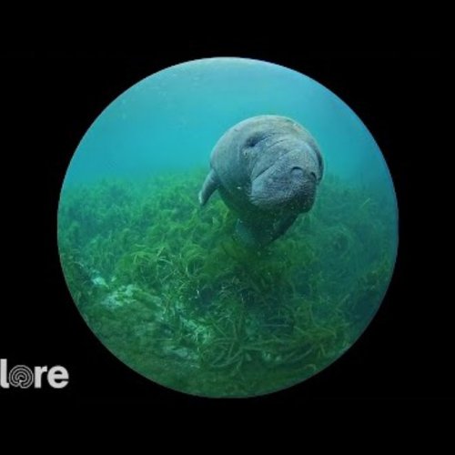 Silver Springs Underwater Manatee Live Stream