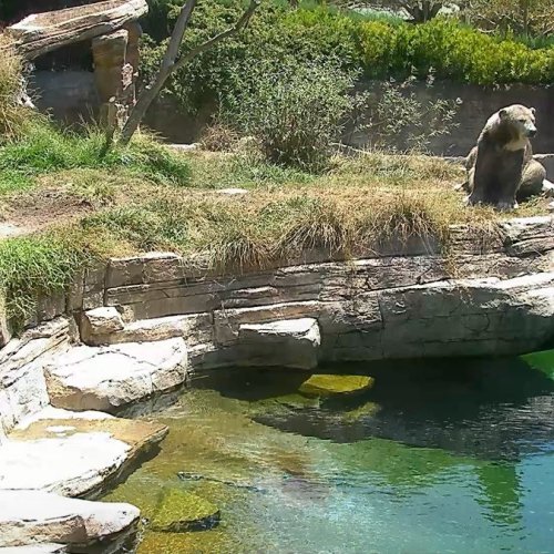 San Diego Zoo Brown Bear Habitat Live Cam
