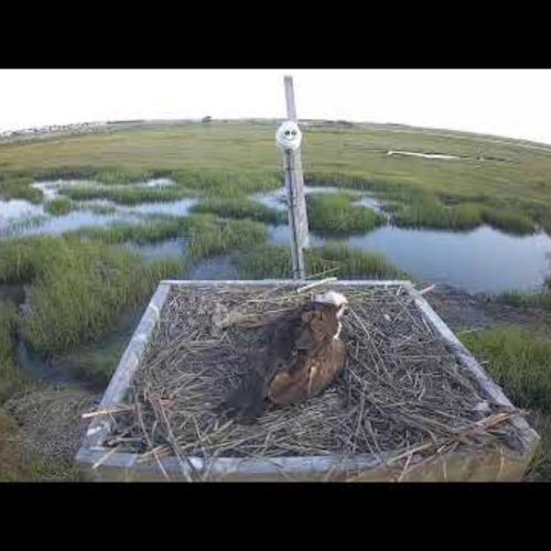Witness the Majestic Osprey Nest at The Wetlands Institute