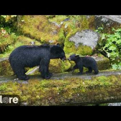 Anan Creek Bear & Falls Live Stream | Wrangell, Alaska Wildlife