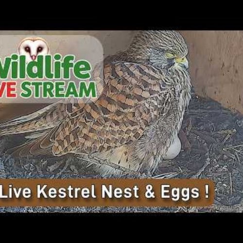 Kestrel Nest in the Beautiful Peak District