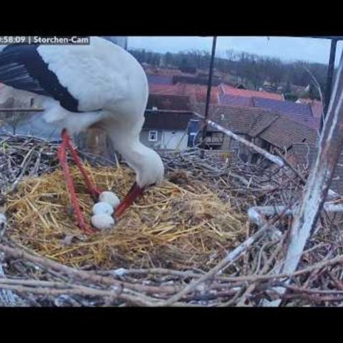 Experience The White Stork Nest In Haßleben, Germany