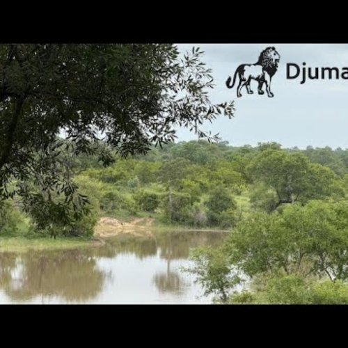 Djuma Game Reserve Live Wildlife Webcam: African Bushveld & Waterhole Views