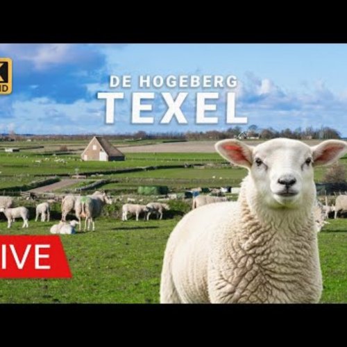 Live From De Waddel Sheep Farm, Texel: Hoge Berg Views