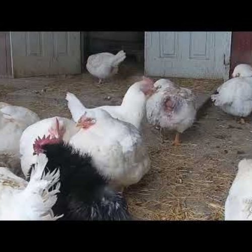 Wisconsin Pasture Farm Sanctuary Live Camera