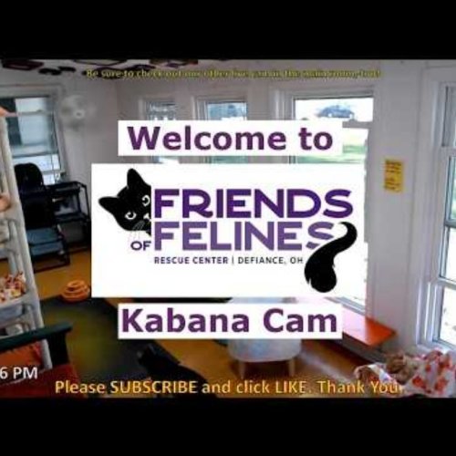 Friends of Felines Kabana Cat Live Stream