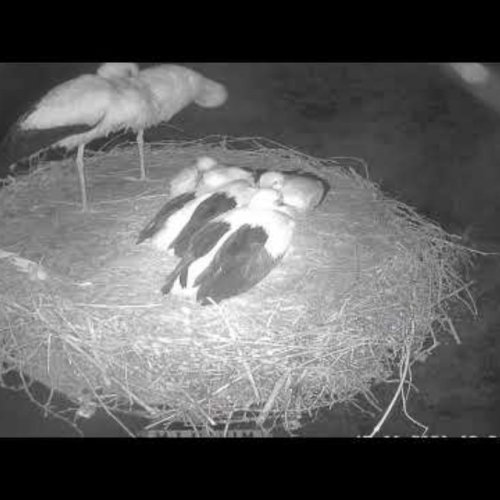 Midlum White Stork Nest Live View