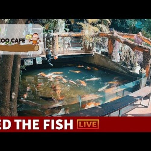 Ko Pha Ngan Zoo Cafe Live Webcam