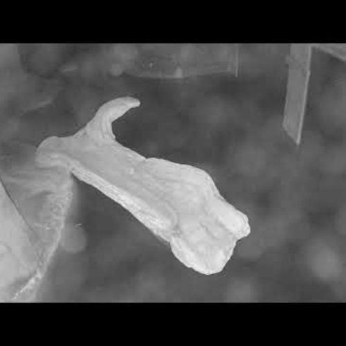 Otter Outdoor Webcam at Calvert Marine Museum