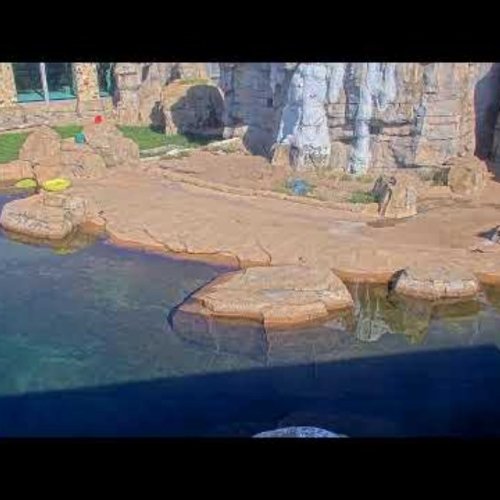 Kansas City Zoo Polar Bear Webcam