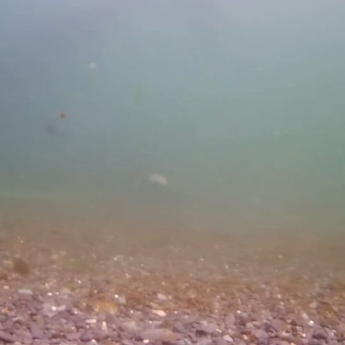 Strider Rubbing Beach Underwater Live Stream | Telegraph Cove, Canada