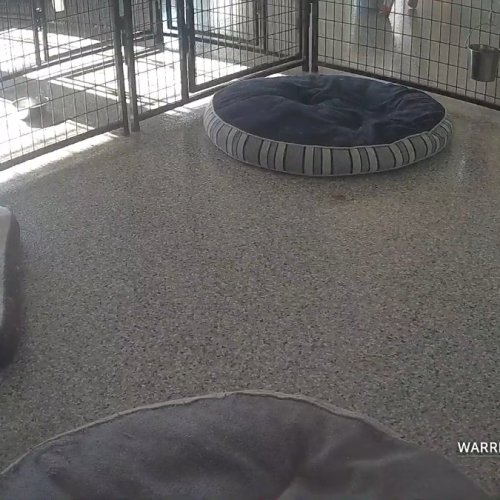 Service Puppy Full House Live Camera | Boyds, MD