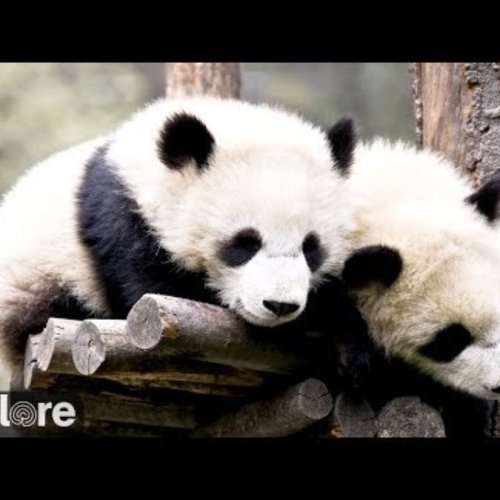 Wolong Valley Giant Panda Live Webcam