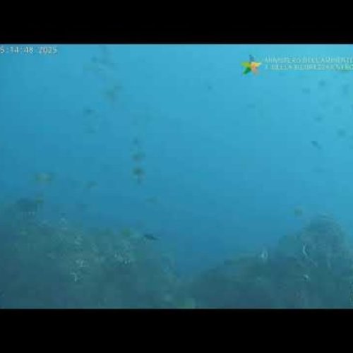 Live Underwater Webcam: Bergeggi Island Marine Protected Area, Liguria