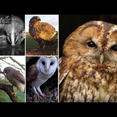 barn owls at fotherdale farm | thixendale, united kingdom |