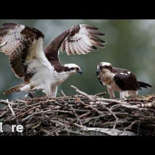 Charlo Montana Osprey Nest Live Stream | Owl Research Institute