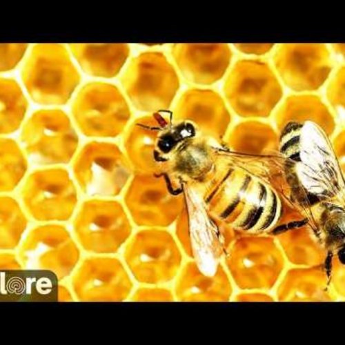 Honey Bee Landing Zone Live Cam: Real-Time Activity in Waal, Germany
