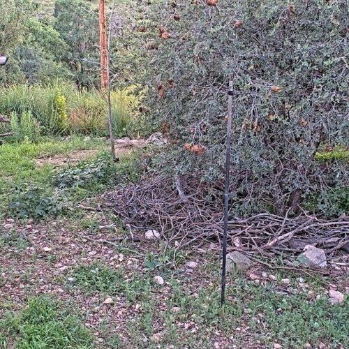Ash Canyon Bird Sanctuary Live Stream: Wildlife & Nature Watch