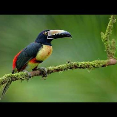 Panama Fruit Feeder | Panamanian Rainforest Canopy Live Camera