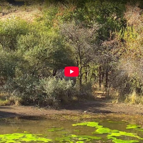 Pilanesberg National Park Live Webcam: Wildlife at the Waterhole