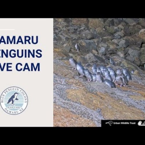 Oamaru Blue Penguin Colony Live Webcam | Otago, New Zealand