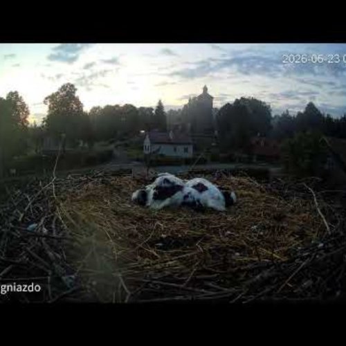 White Stork Nest in Lubla, Poland - Live View
