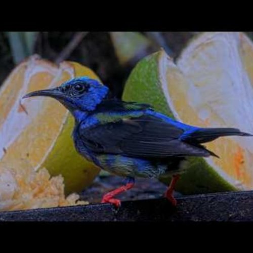Panama Fruit Feeder Live: Tropical Birds & Wildlife in La Compañía
