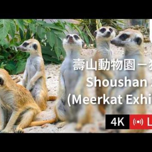 Shoushan Zoo Meerkat Exhibit Live View