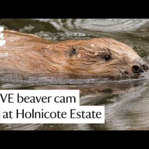 Beaver Lodge At Holnicote Estate