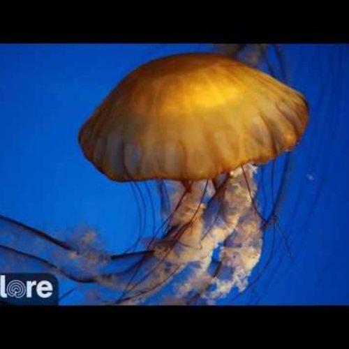 Sea Nettle Jellyfish Tank Live Camera | Long Beach Aquarium