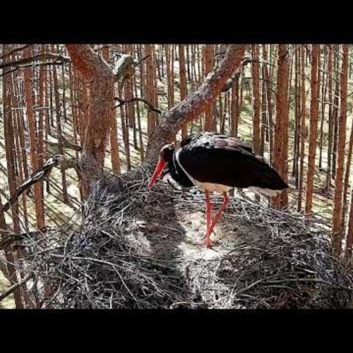 Black Stork Nest Live Webcam | Wolsztyn, Poland