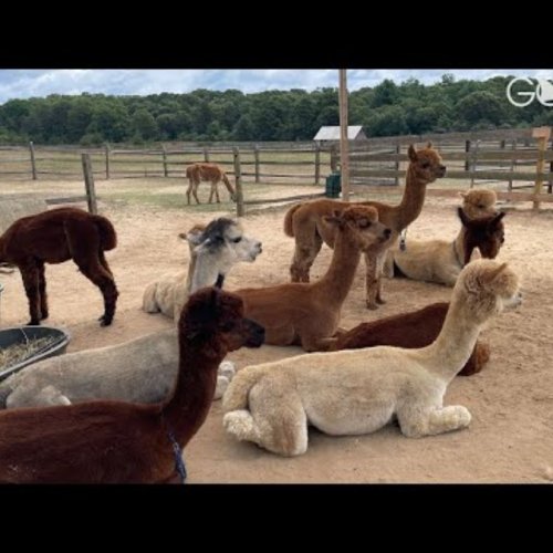 martha's vineyard alpaca farm ma, usa