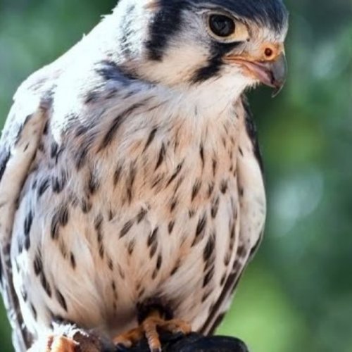 Peregrine Falcon Nest Live Camera in Kansas City