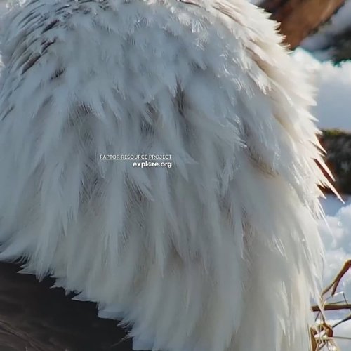 Decorah Eagles North Nest Live Webcam