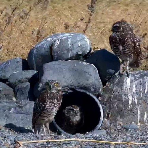 Live Burrowing Owl Webcam: Charlo, Montana Nesting Site
