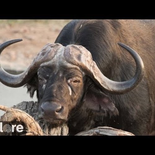 Olifants River Live Webcam: South Africa Wildlife & River Views