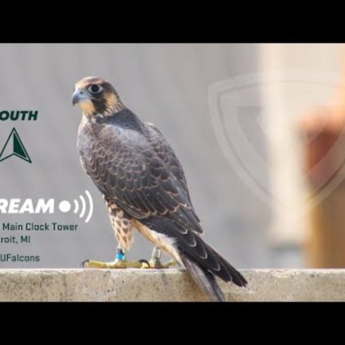 Wayne State University Peregrine Falcon Cam