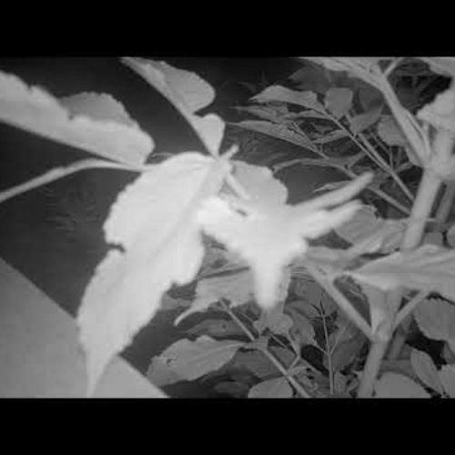 Woody's Cat Shelter Outdoor Playground Live Stream in De Cocksdorp