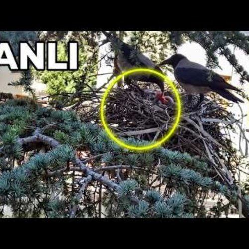 Pınarbeyli Crow Nest Live View