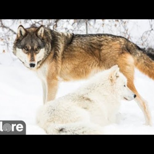 International Wolf Center Live Cam: Observe Wolves in Minnesota