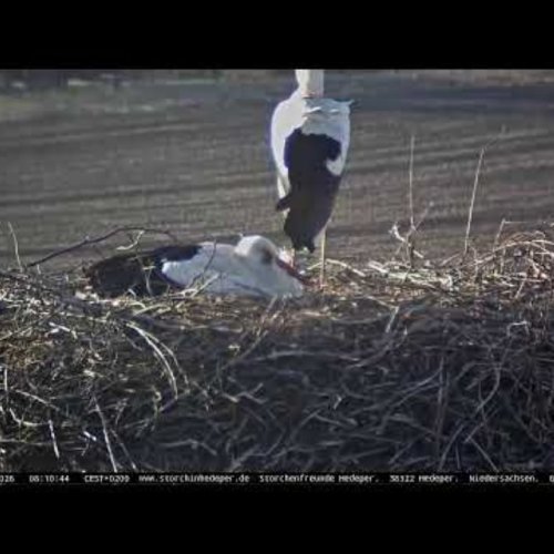 Stork Nest in Hedeper, Germany: Live View