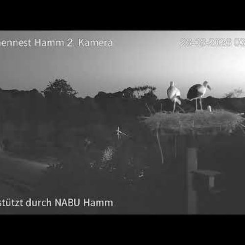 White Stork Nest Live Cam | Hamm, Germany